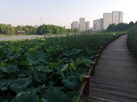苏州湾湿地公园步道