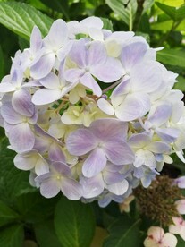 粉色绣球花八仙花粉团花