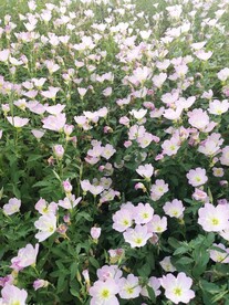 夜来香美丽月见草