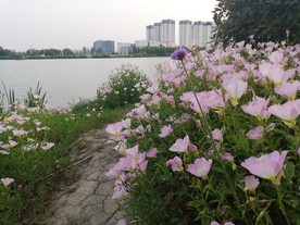 粉色夜来香美丽月见草