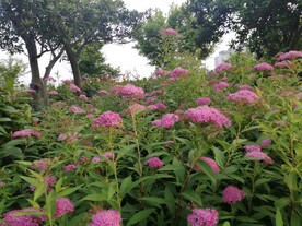 粉色绣线菊火烧尖