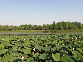 湿地公园荷花池荷塘