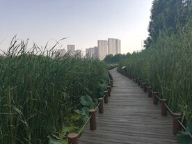 湿地公园木质步道荷塘