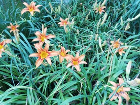 忘忧草大花萱草