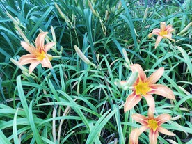 大花萱草忘忧草