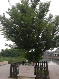 摇钱树金钱树青檀