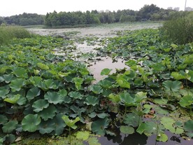 湿地公园荷塘荷花池