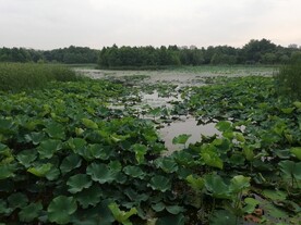 湿地公园荷花池荷塘