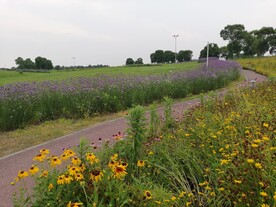 马鞭草田园风光