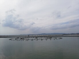 苏州湾观光大堤音乐喷泉风光