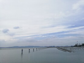 苏州湾 观光大堤 湿地公园 