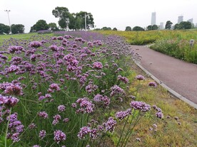 柳叶马鞭草薰衣草紫色的花