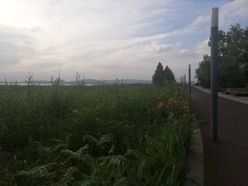 湿地公园彩云草地