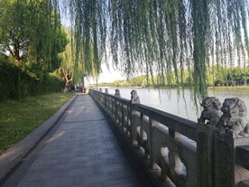 护城河步道垂柳