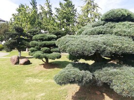 罗汉松金钱松仙柏