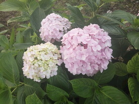 绣球花粉团子紫阳花