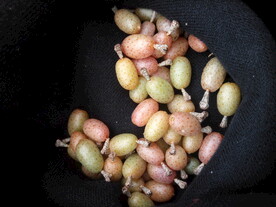 羊奶果花胡颓子