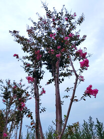 紫薇树紫薇花