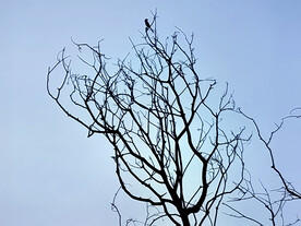 冬天的树剪影小鸟