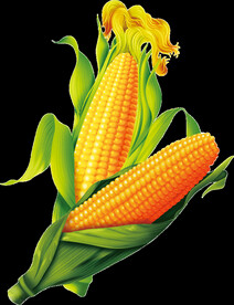 玉米