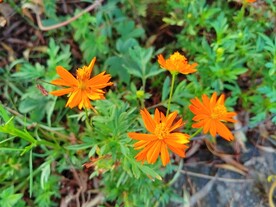 黄秋英大波斯菊