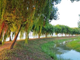 杨柳岸杨柳长堤