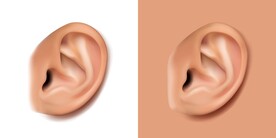逼真的耳朵器官素材