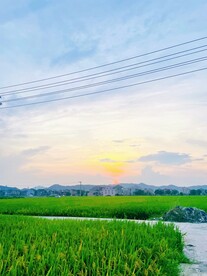 夏天傍晚稻田里的晚霞