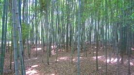 户外 竹林 竹子 背景 海报 