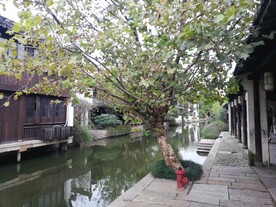 苏州黎里古镇风景