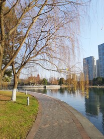 秋天里湖边的树