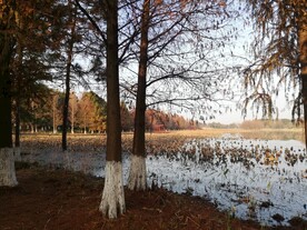 湿地公园秋天的水杉