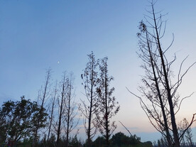 蓝天下树木剪影