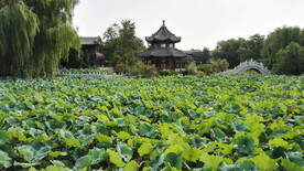 保定古莲花池