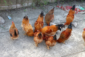 走地土鸡