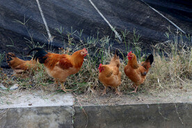乡村土鸡