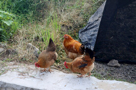 乡村土鸡