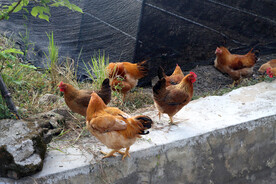 乡村土鸡