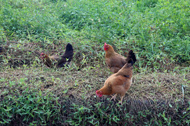 田园土鸡