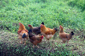 散养土鸡