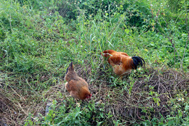 走地土鸡