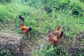 走地土鸡