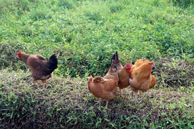 田园土鸡