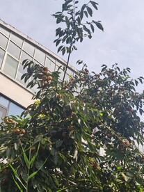 柿子树