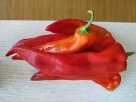 红辣椒