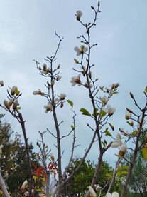 盛开的白玉兰花