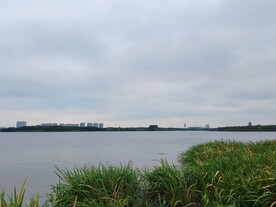 湿地公园湖边芦苇丛