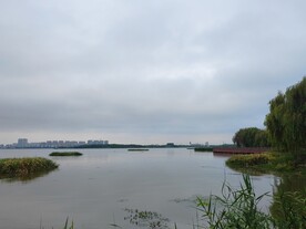 湿地公园芦苇湖景