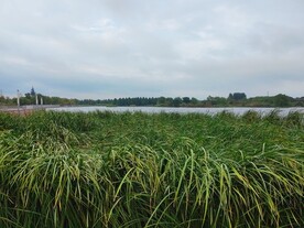 湿地公园茂密芦苇丛