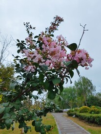 粉色紫薇花盛开